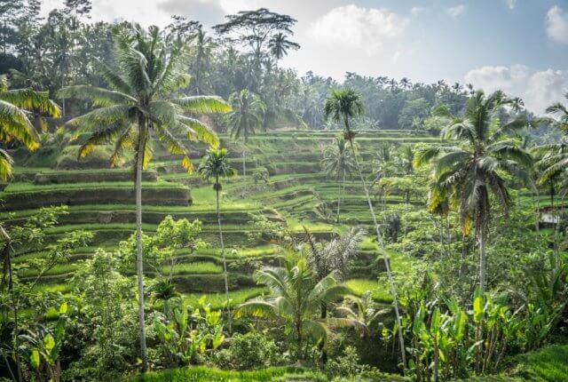 Yoga Retreat Bali Reisterrassen